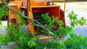 TALA Y PODA DE ÁRBOLES EN ALTURA EN LLEIDA