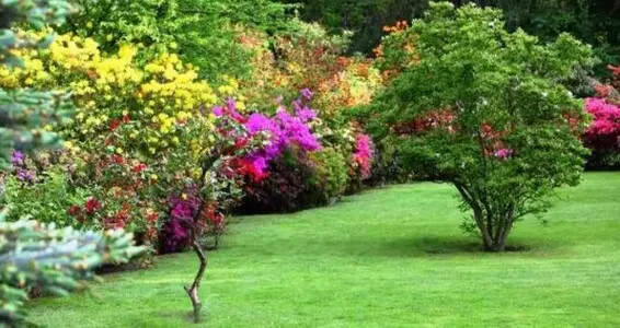 TALA Y PODA DE ÁRBOLES EN ALTURA EN LLEIDA