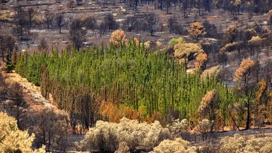 TALA Y PODA DE ÁRBOLES EN ALTURA EN LLEIDA