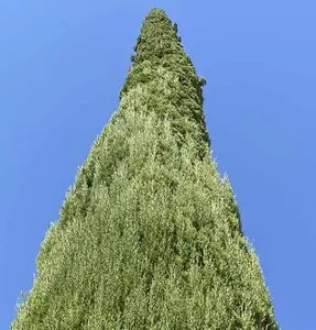 TALA Y PODA DE ÁRBOLES EN ALTURA EN LLEIDA