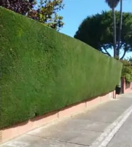 TALA Y PODA DE ÁRBOLES EN ALTURA EN LLEIDA